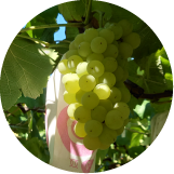 ハニーシードレス