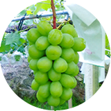 シャインマスカット