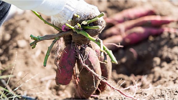 さつま芋ほり