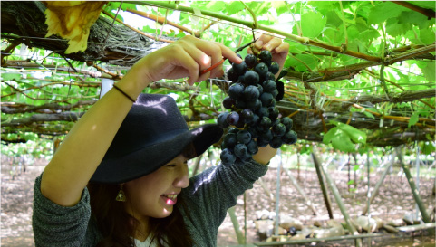 ブドウ狩り