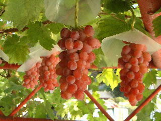 赤嶺（セキレイ）