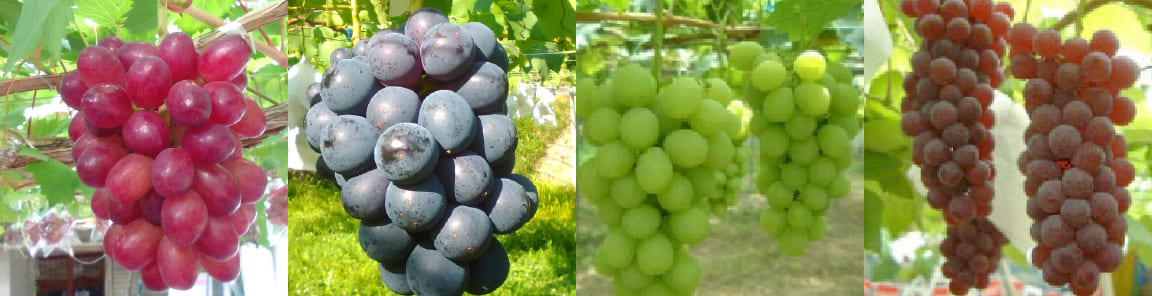 取り扱いブドウ