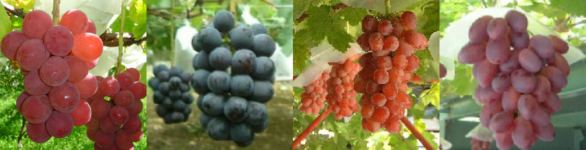 取り扱いブドウ